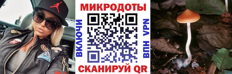 mega   Кашира  Псилоцибиновые грибы Psilocybine cubensis 